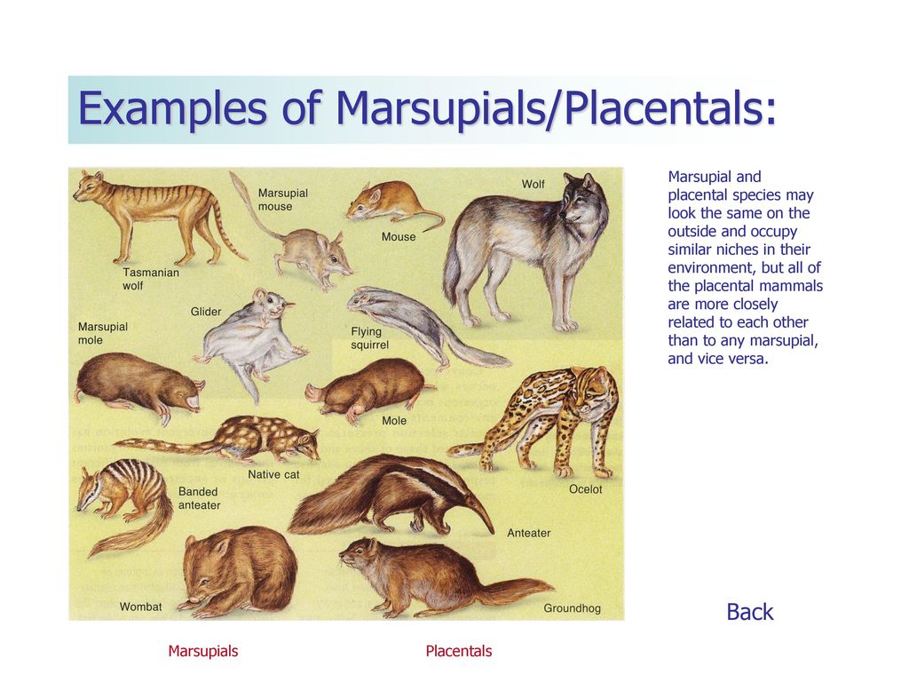 similarities between placentals and marsupials examples